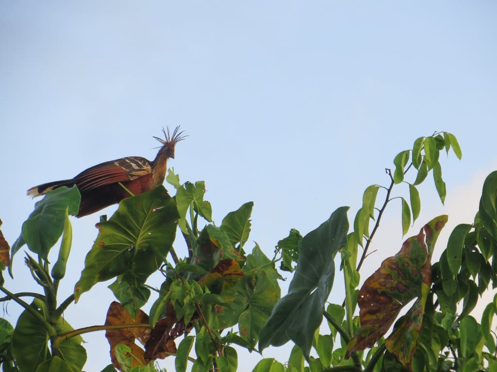The national bird