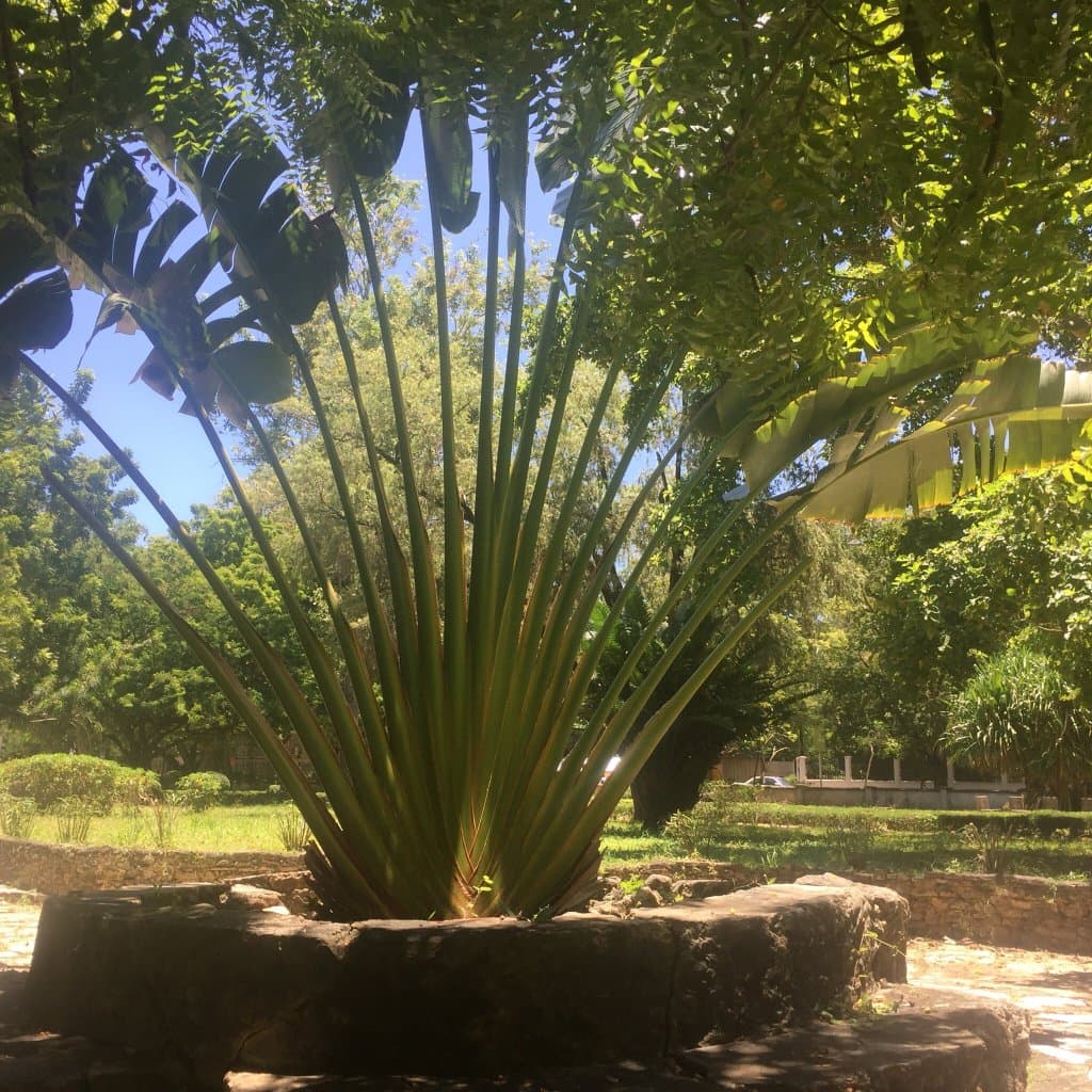 Botanical Gardens Dar es Salaam