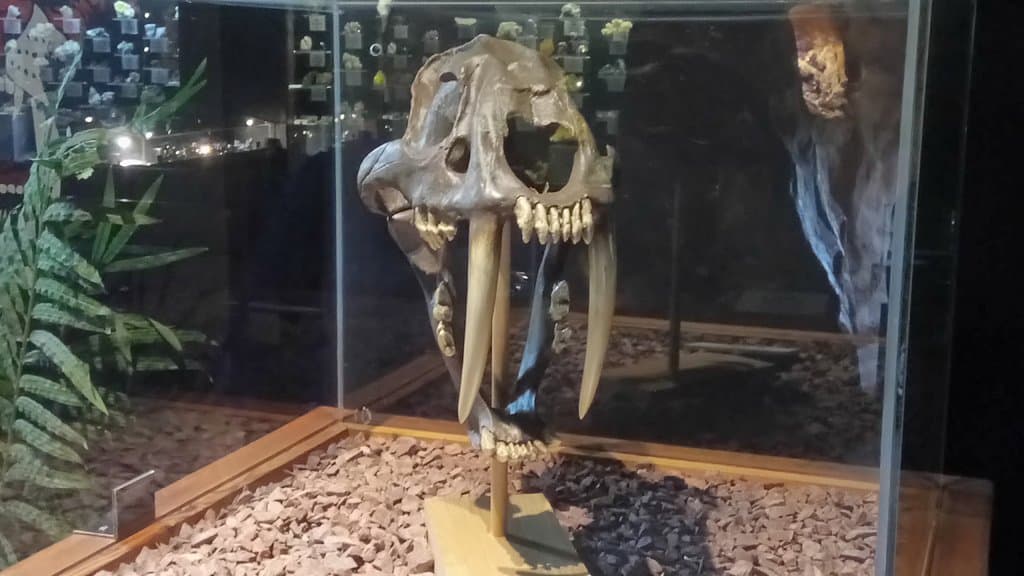 Treasures of the Earth