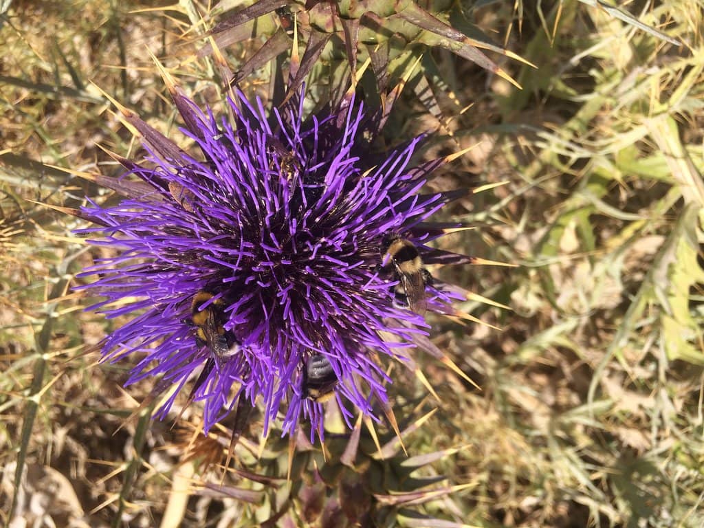 Ancient Reef Beaches