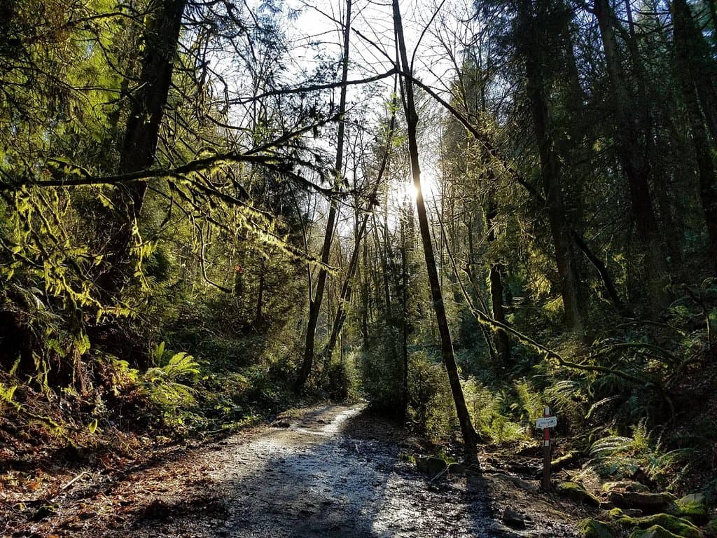 One of the Marquam Park trails