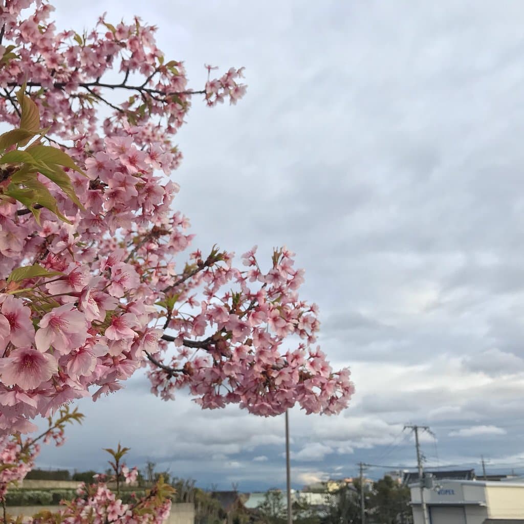 Guys, you should go to Itami Sky Park now! Many kinds of sakura are blooming. Enjoy beautiful fl