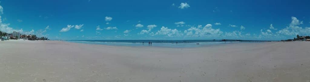 World's Largest Cashew Tree