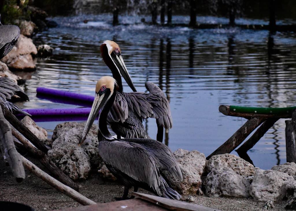 Pelican Feeding Frenzy