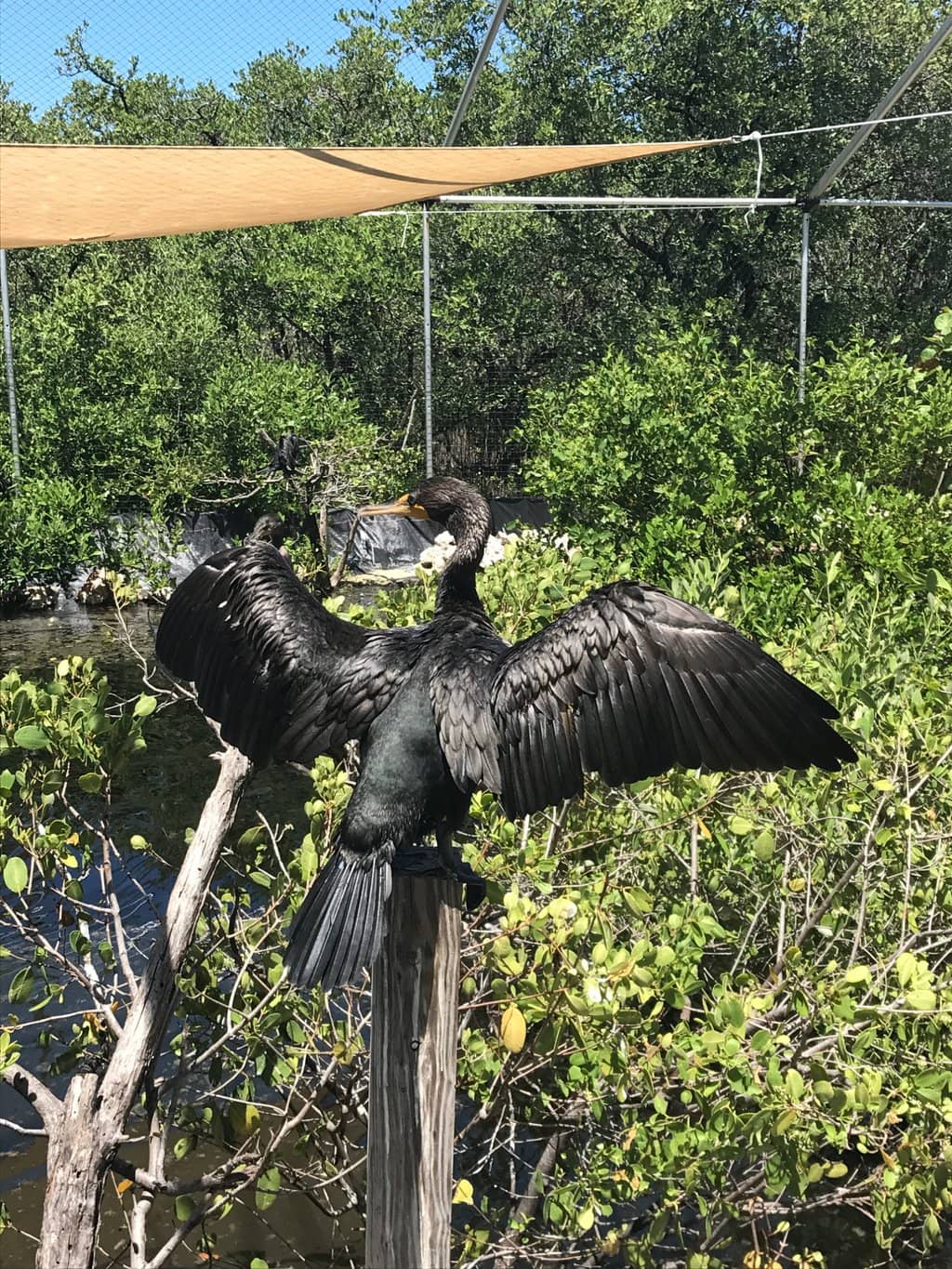 Golden Orb Spider Family