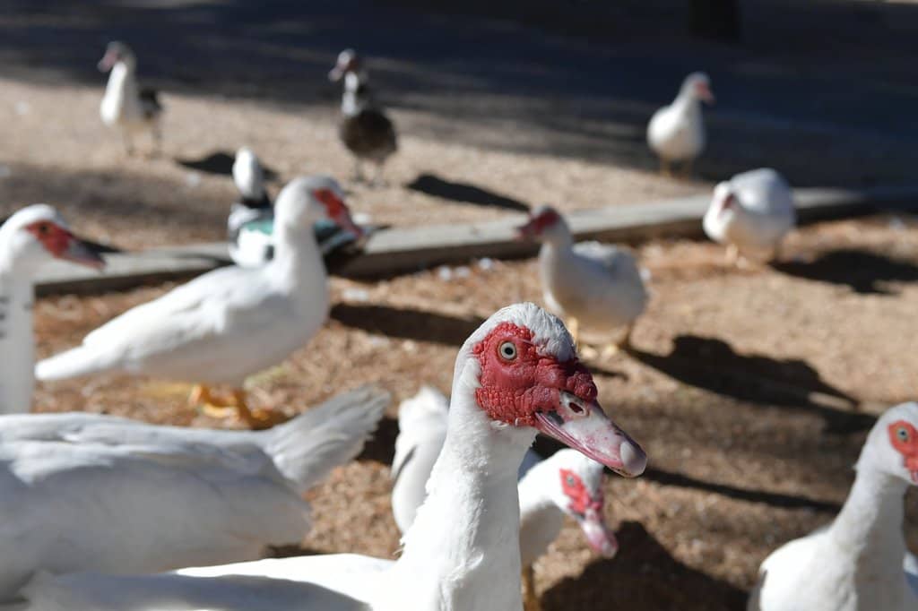 Friendly Waterfowl & Turtles