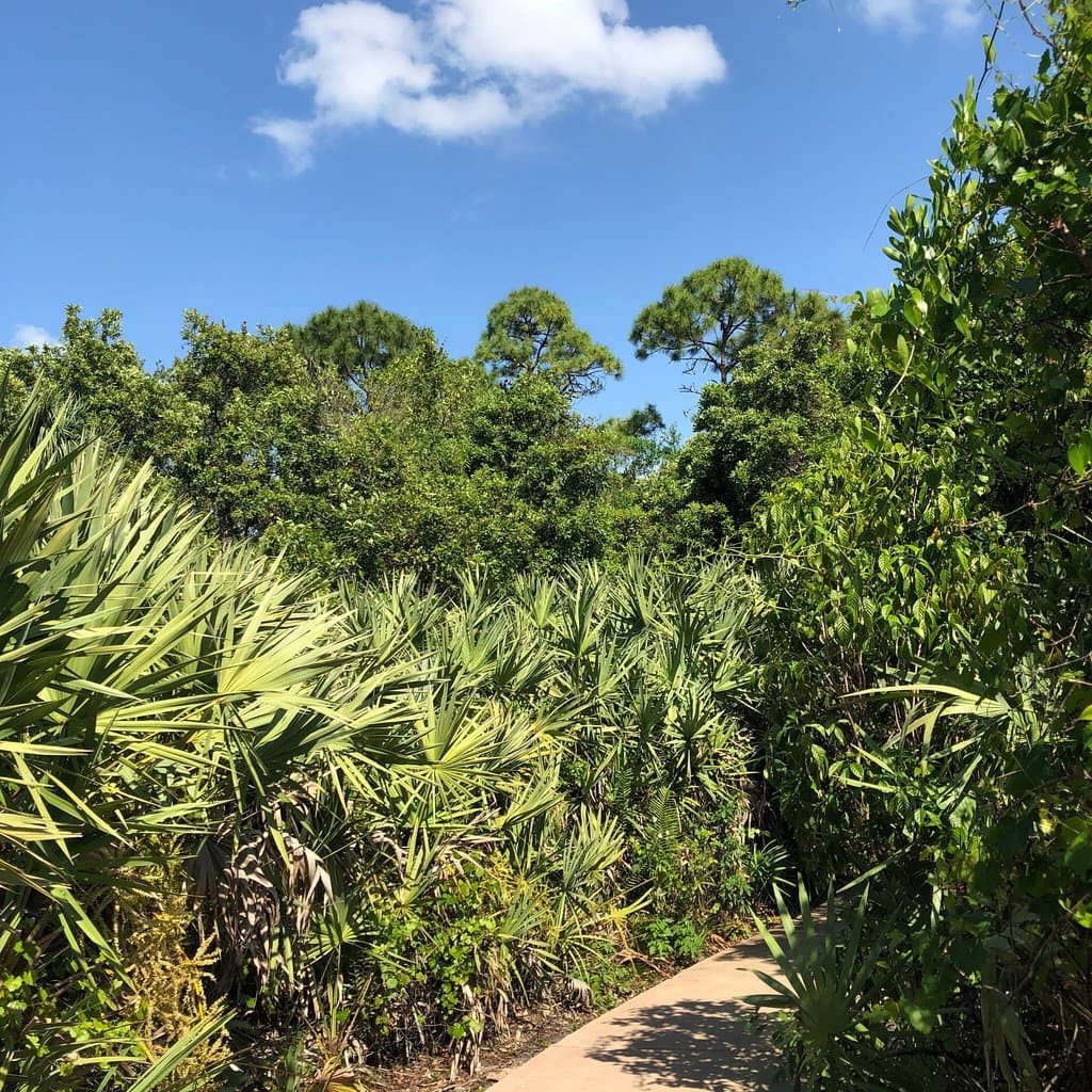 Hillsboro Pineland Natural Area