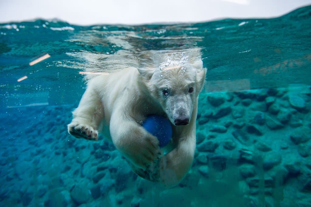 You can discover polar bears underwater!