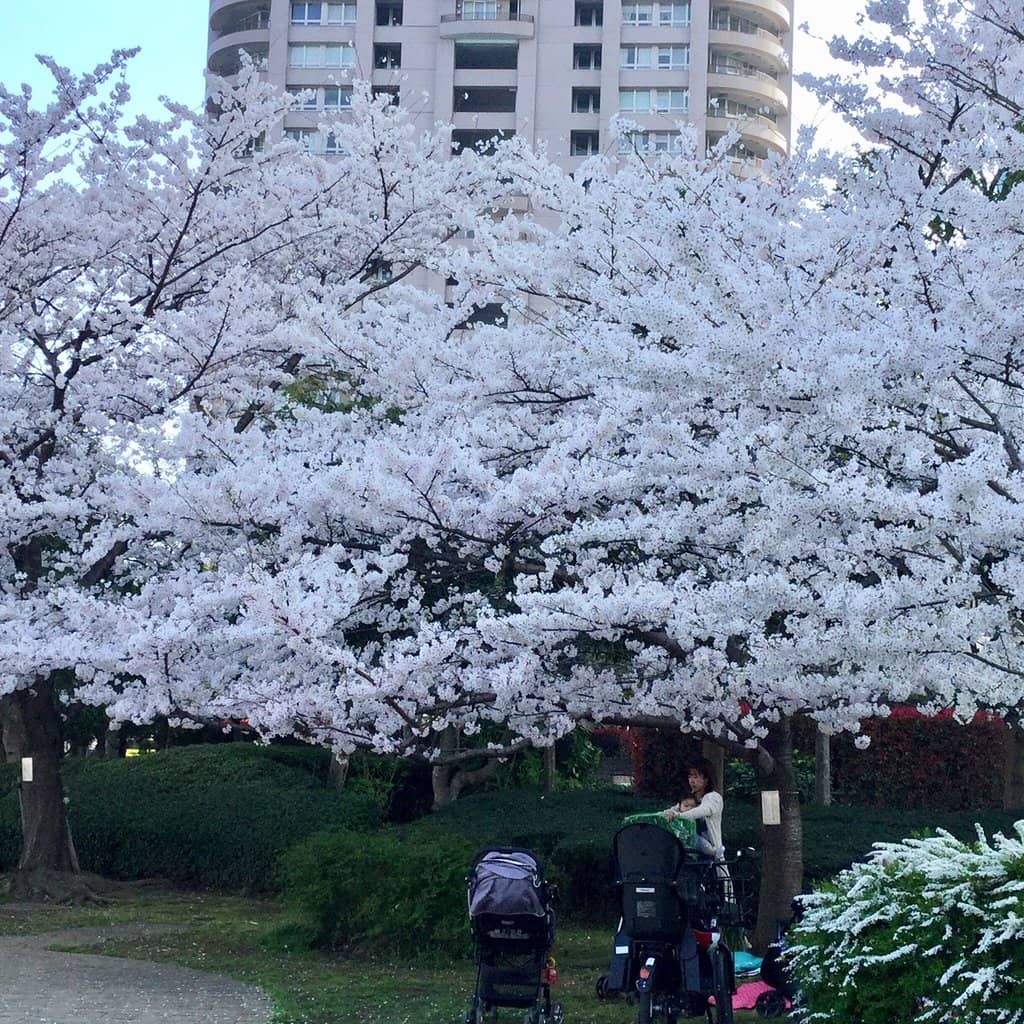 Sumida River Views
