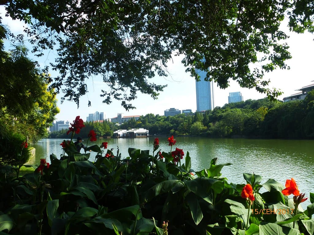 Цветы радуют своей красотой