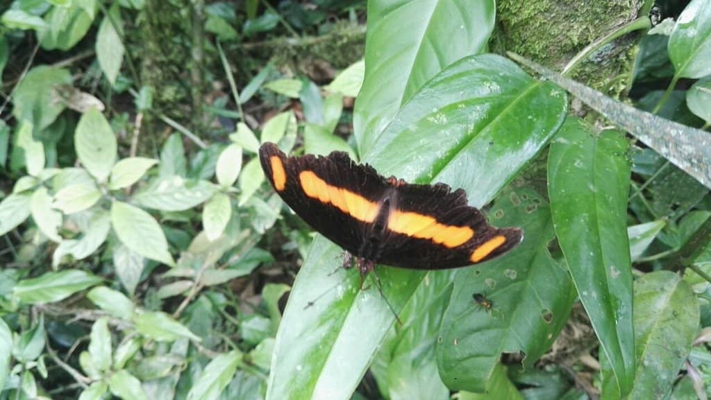 Cloud Forest Trails
