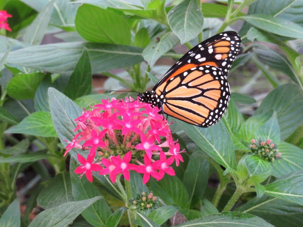 Butterfly Estates