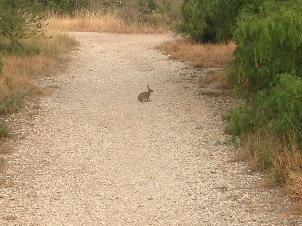 Family-Friendly Trails