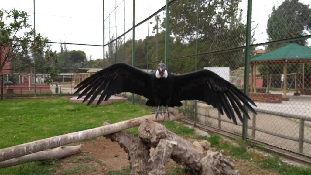Small Aviary