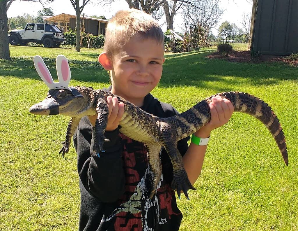 Hundreds of Alligators