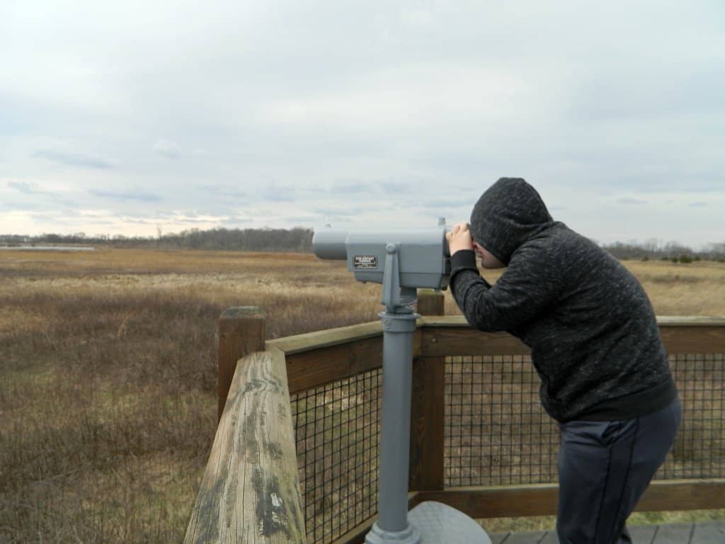 Bald Eagle Nest