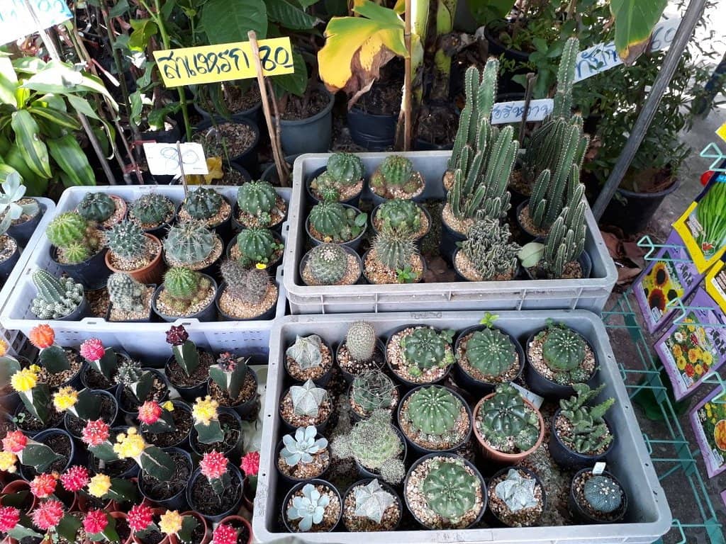 Authentic Thai Street Food