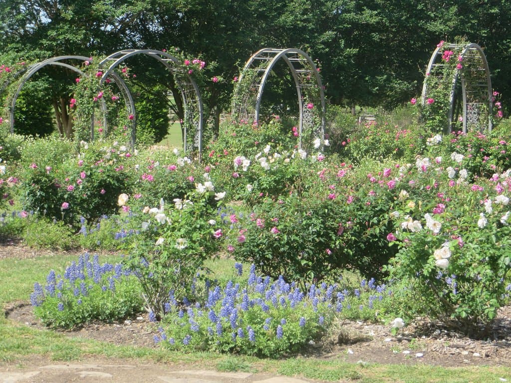 Flowers everywhere!