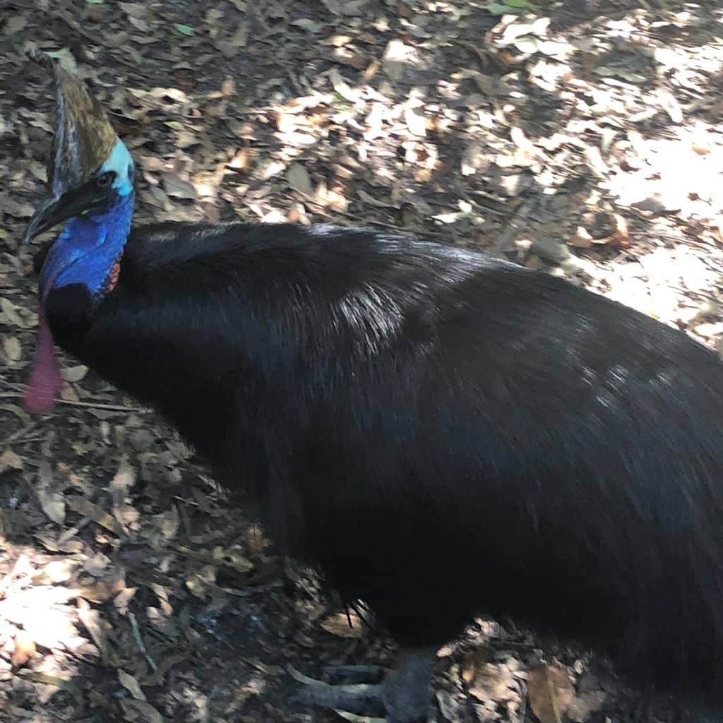 Serene Bushland Walks