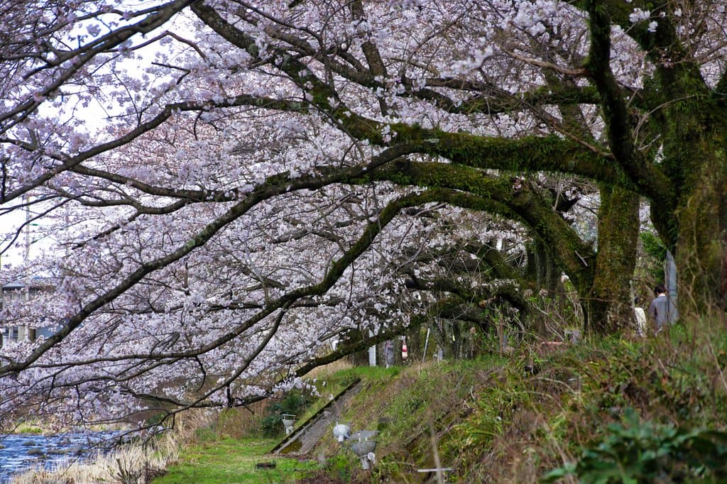 千歳川:桜の土手