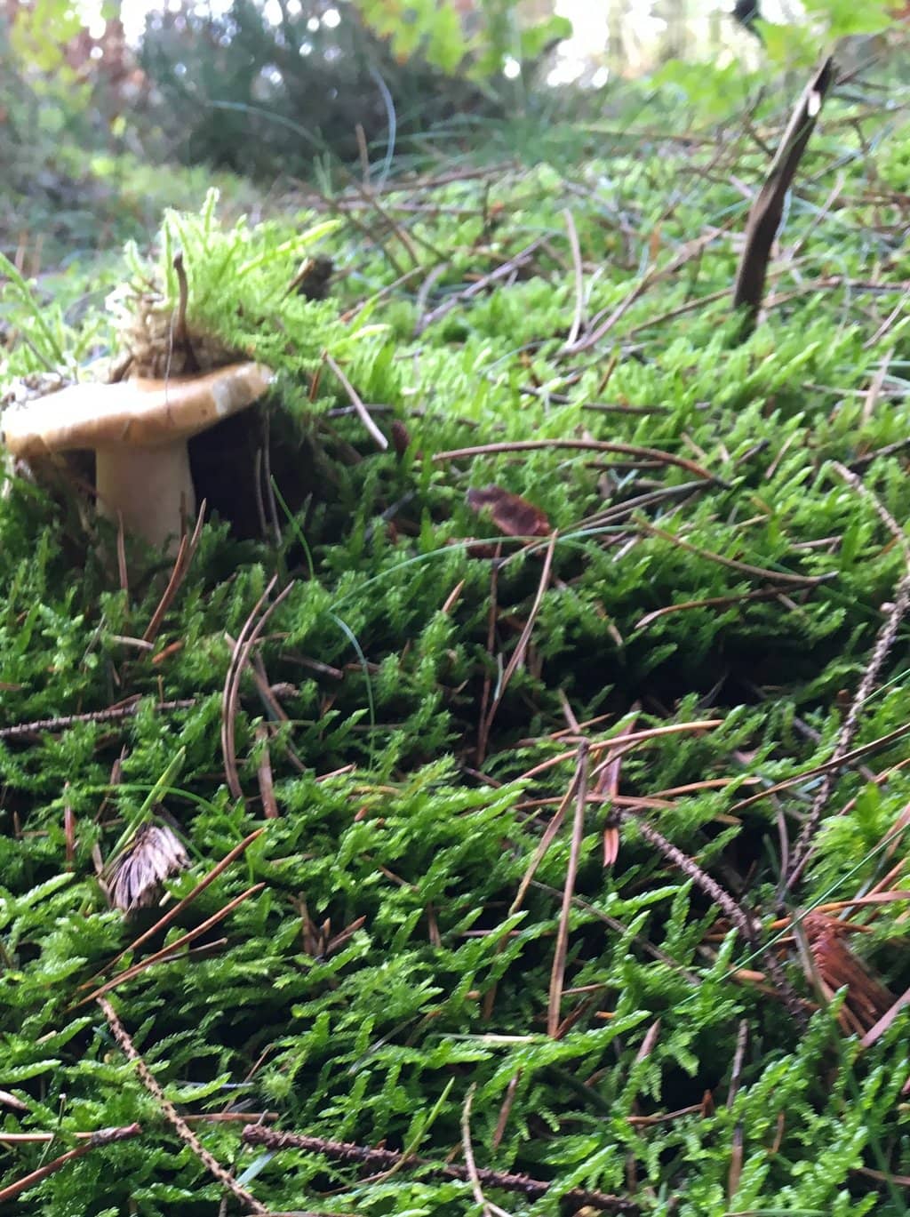 Woodland Trails