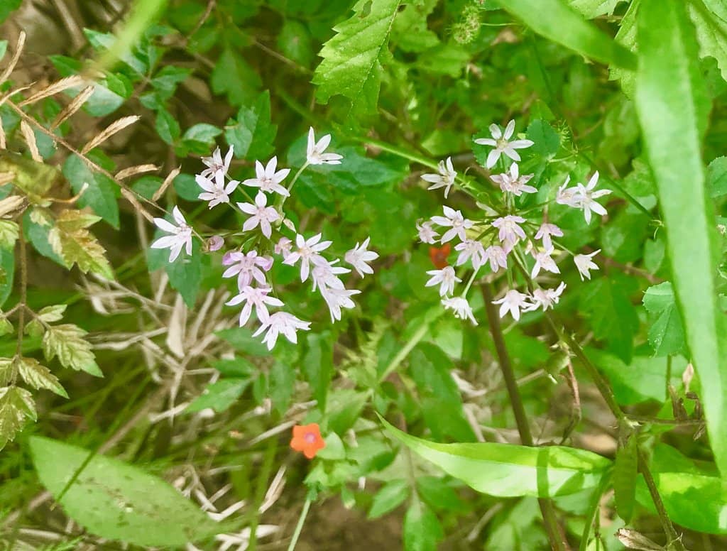 Scenic Walking Trails