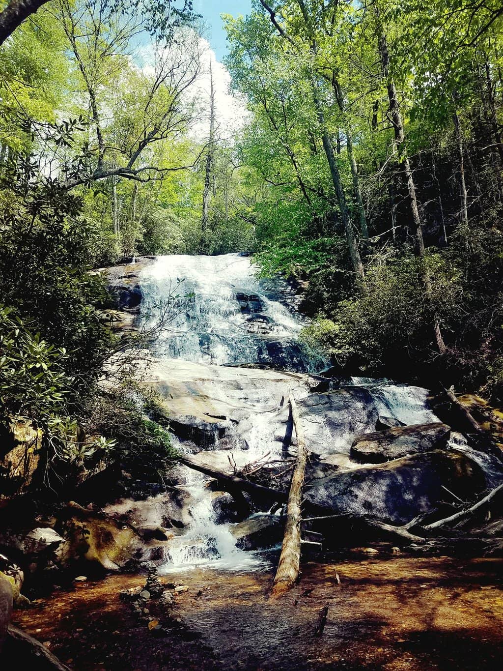 Forest Hike