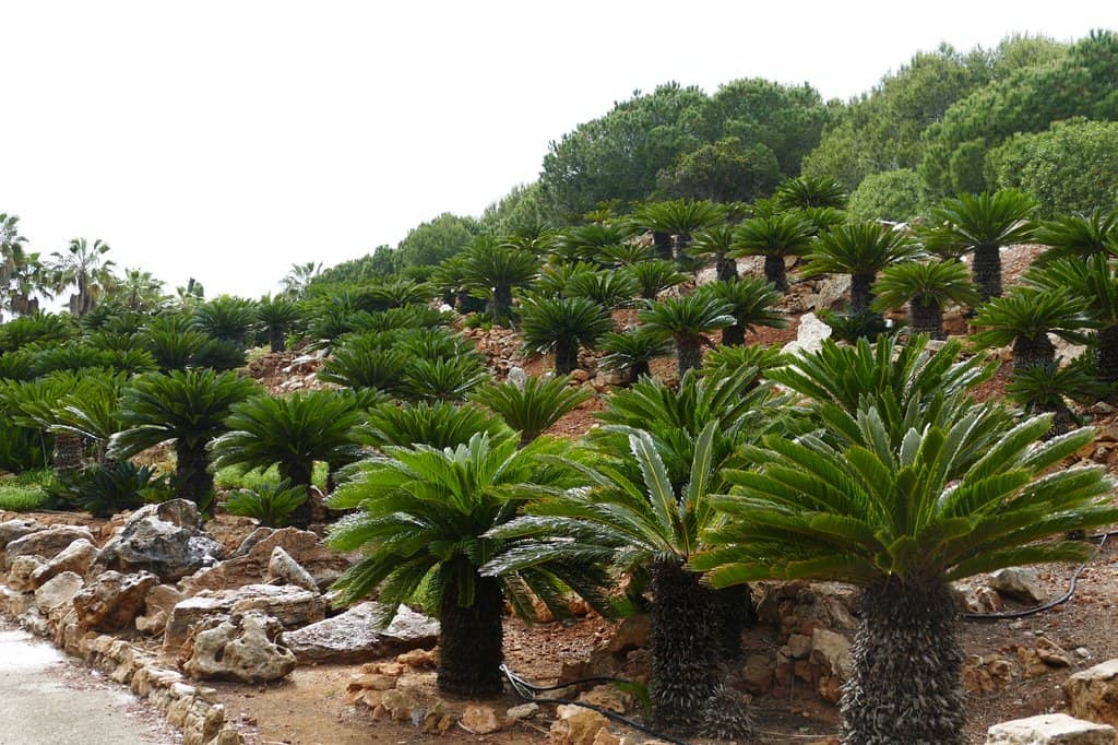 Diverse Succulent Displays