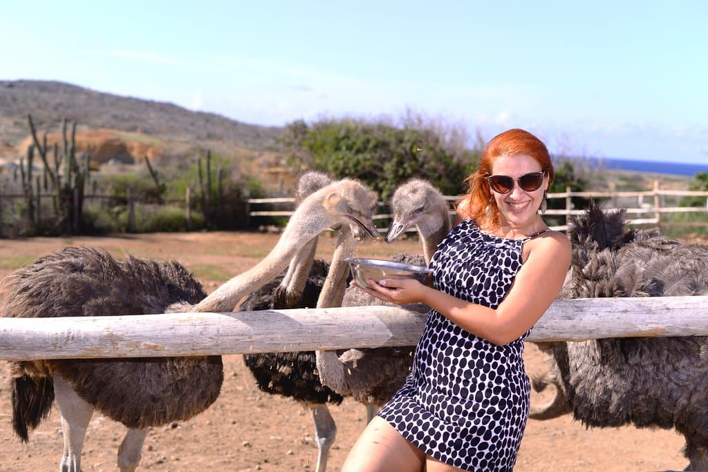 Fun at the ostrich farm