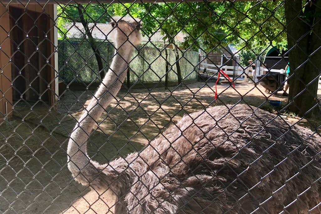 North American River Otter