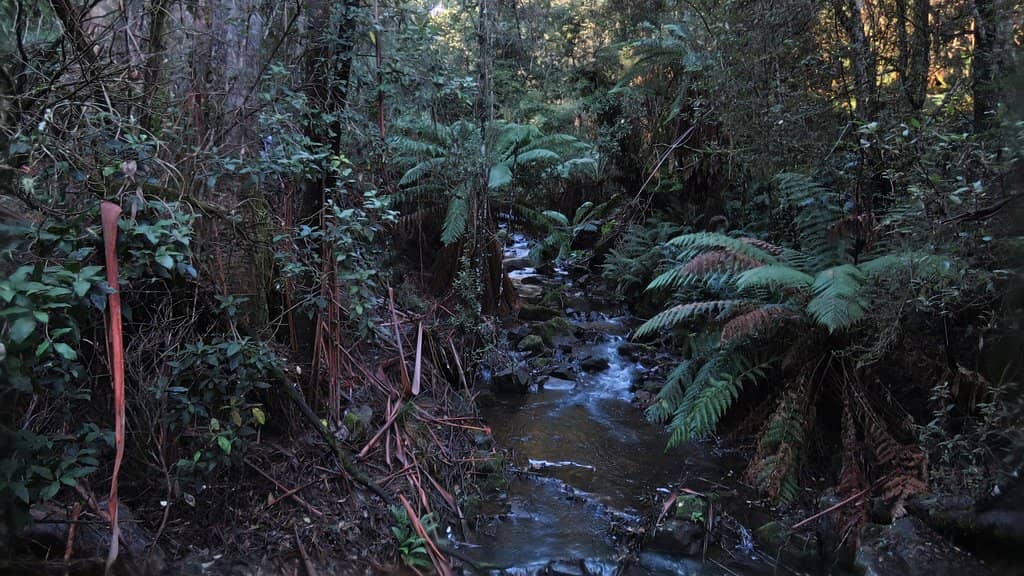 Enchanted Forest Walk