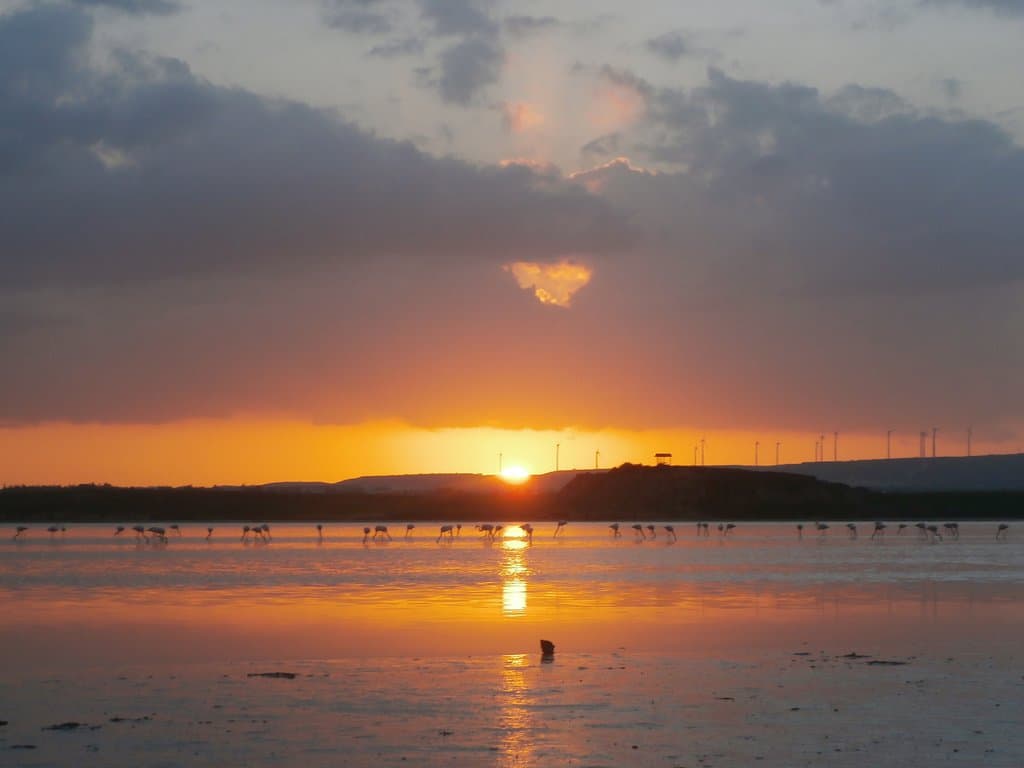 Naplemente flamingókkal