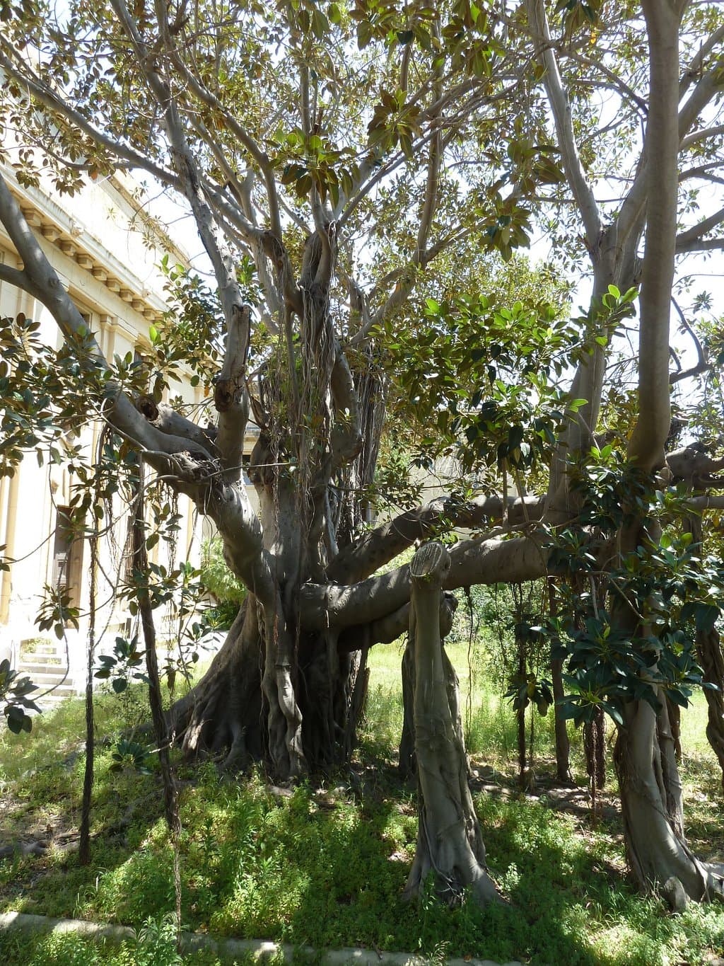 Des arbres centenaires