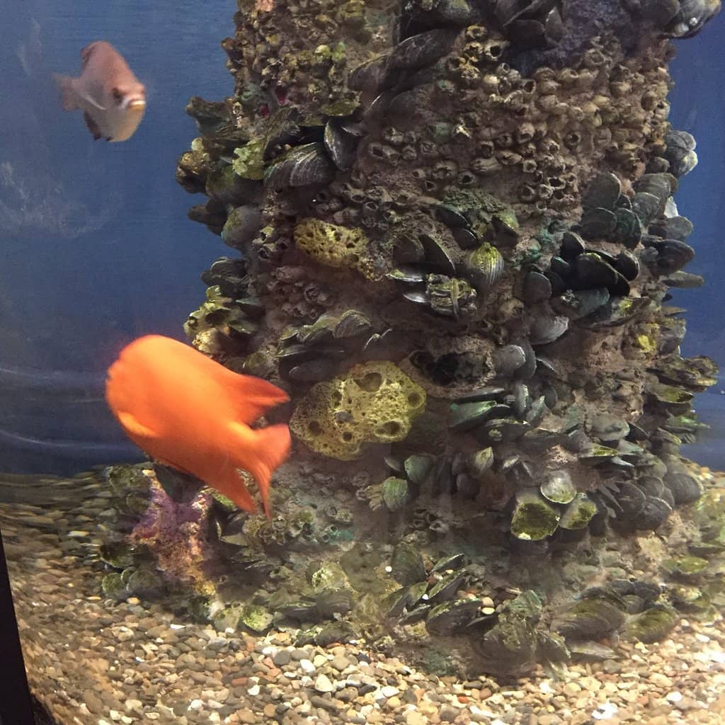 Daily Feeding Demonstrations