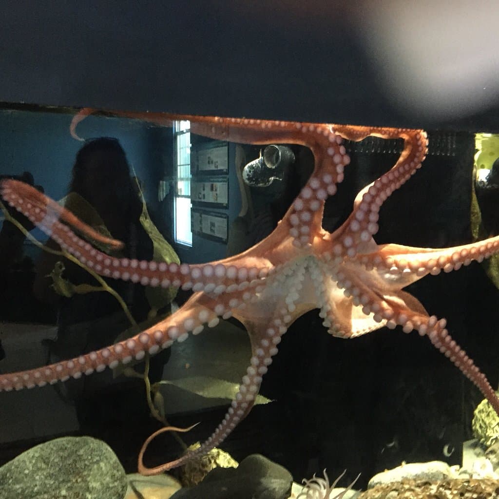 Central Coast Aquarium