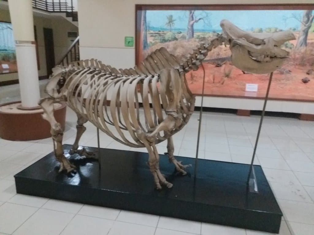 National Museum of Natural History Angola