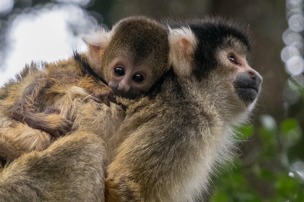 A home where primates can raise their young safe from human interference.