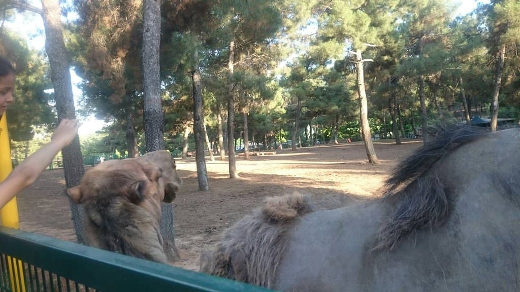 Diverse Animal Habitats