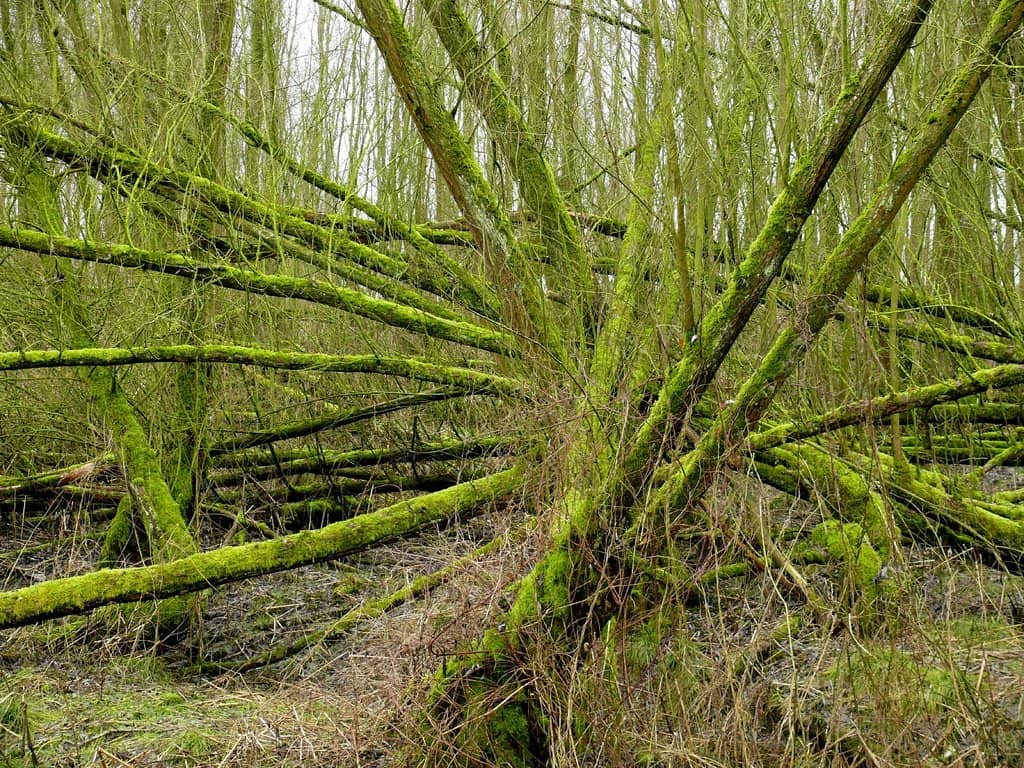 Electric Boat Adventure