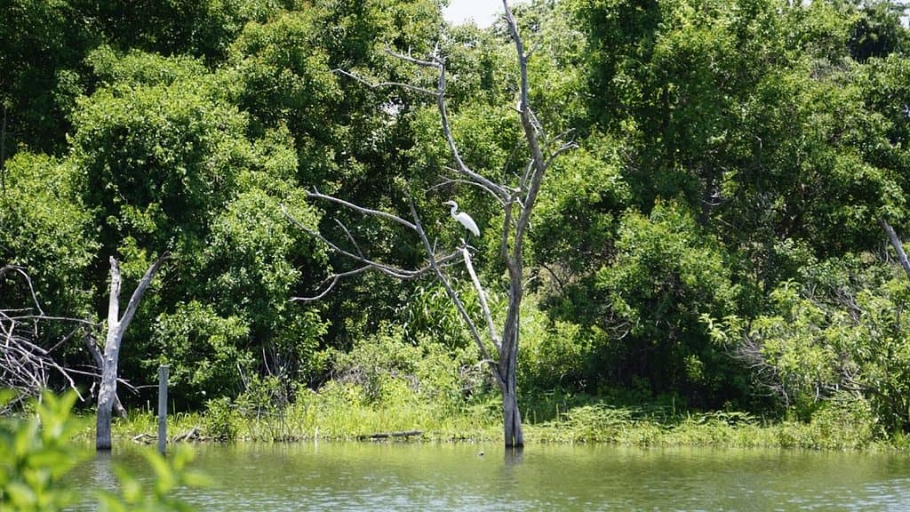 More Pictures of Waco Lake, note the bird in the tree.