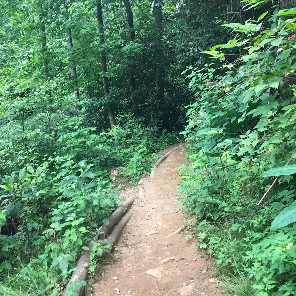 Easy Forest Trail
