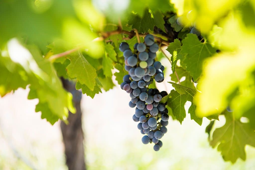 Our beautiful red grapes, almost ready to harvest!