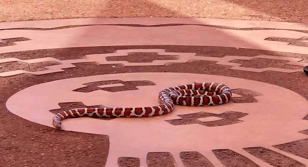 Tohono Chul Garden Bistro