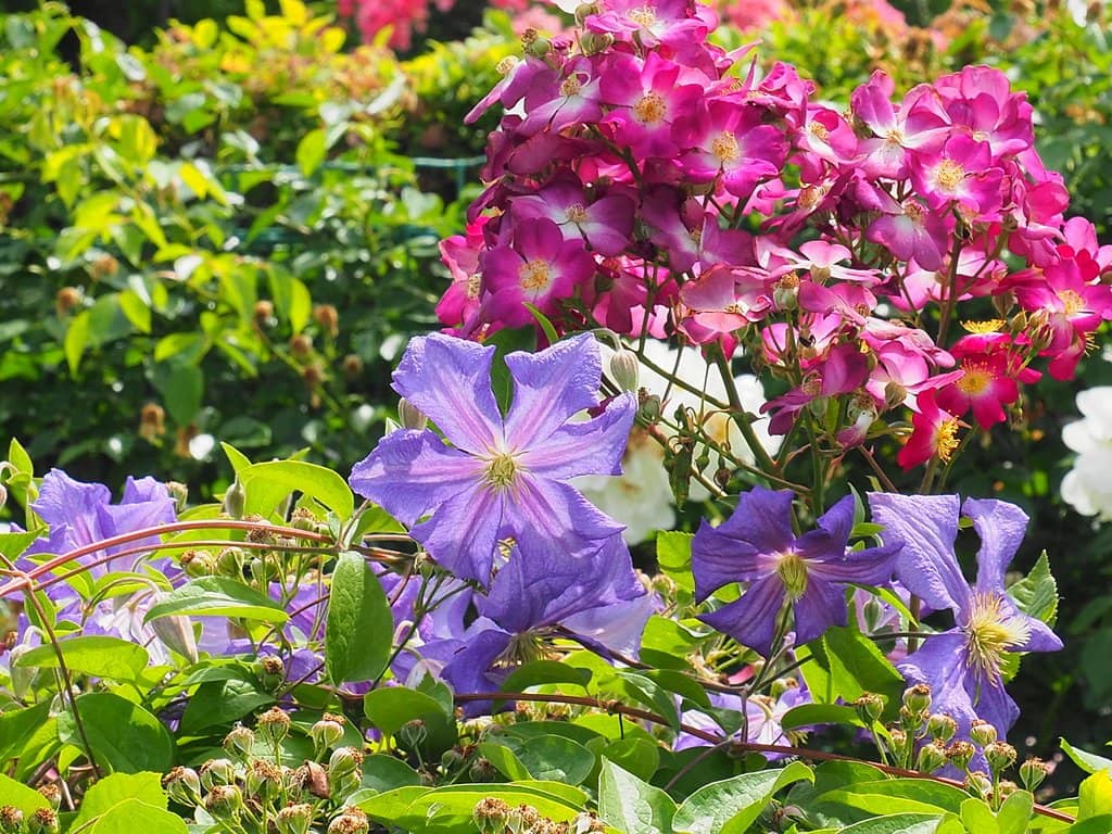 Seasonal Decorations