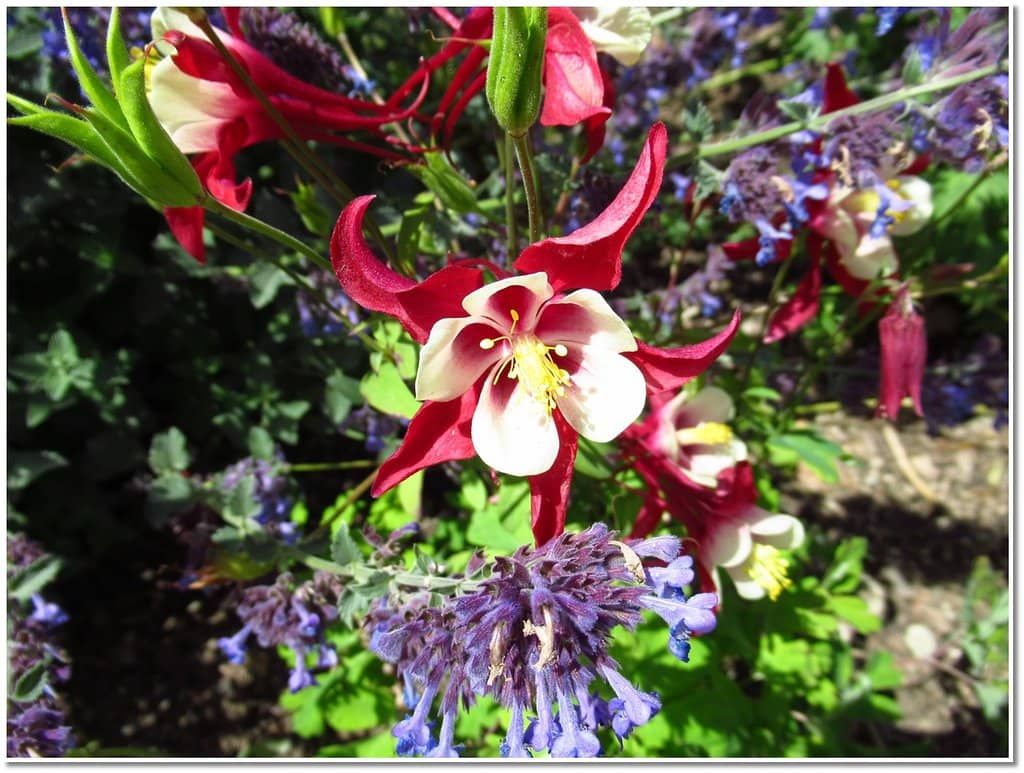 Vibrant Alpine Blooms