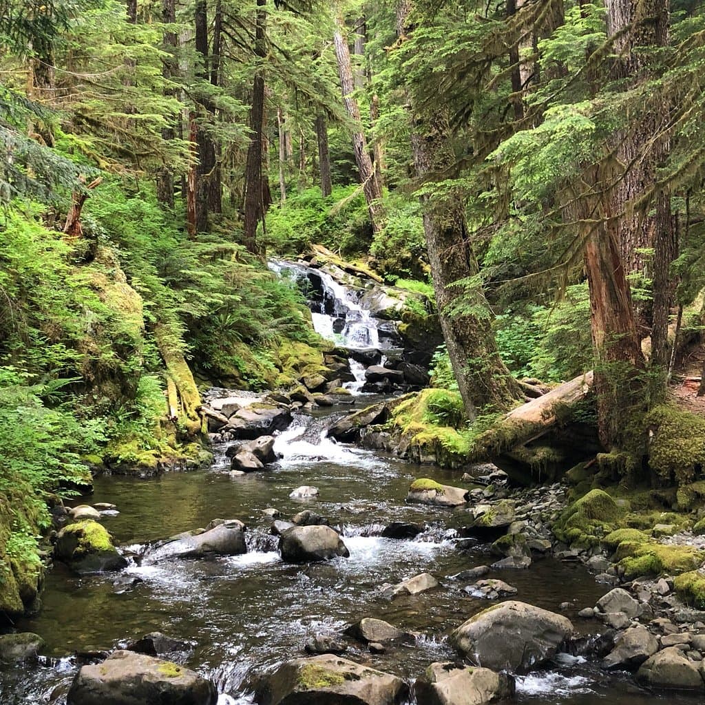 Hoh Rain Forest Olympic National Park Washington