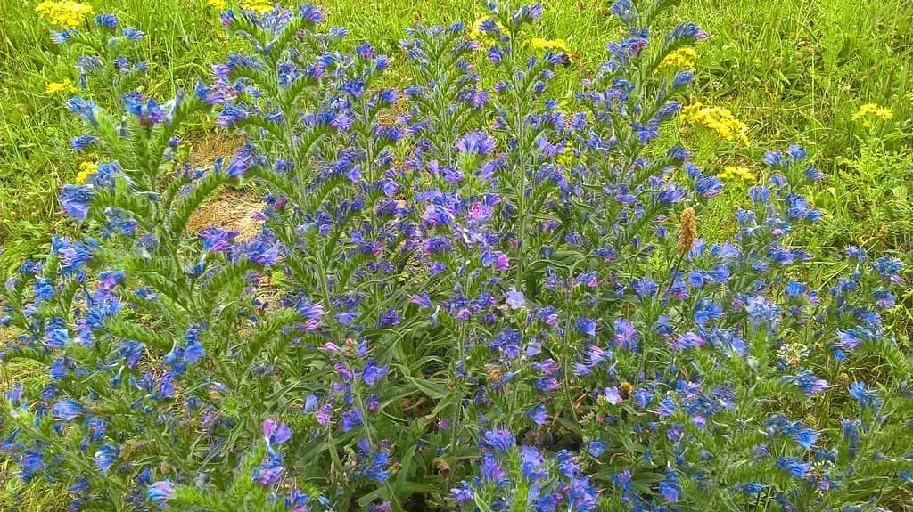 Open Meadows