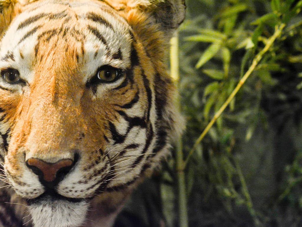 Natural History Exhibits