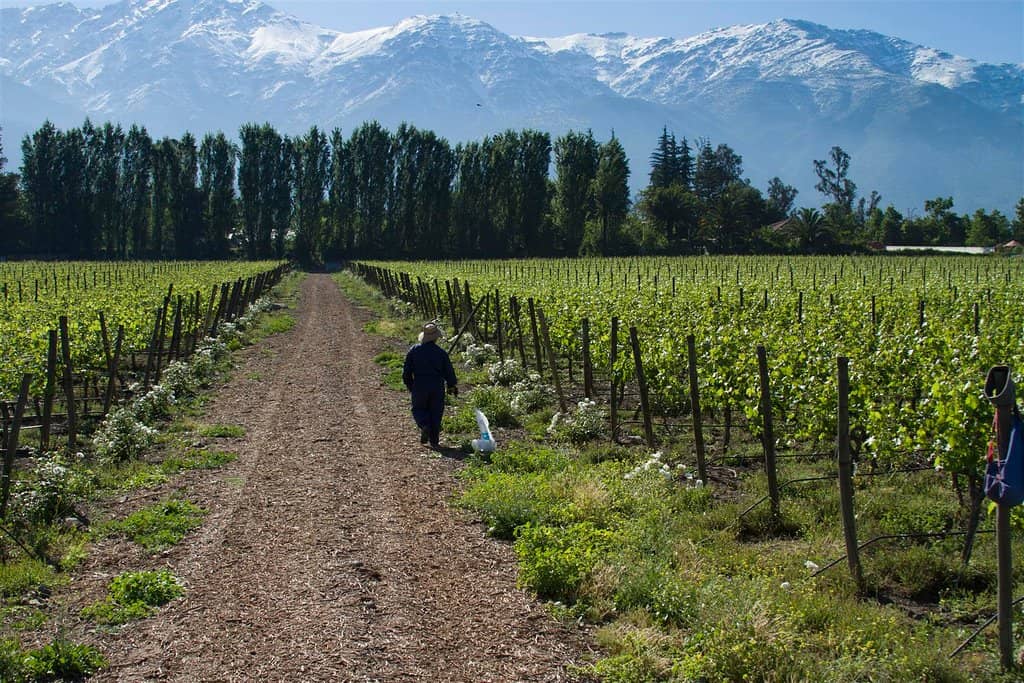Vineyard Views of the Andes