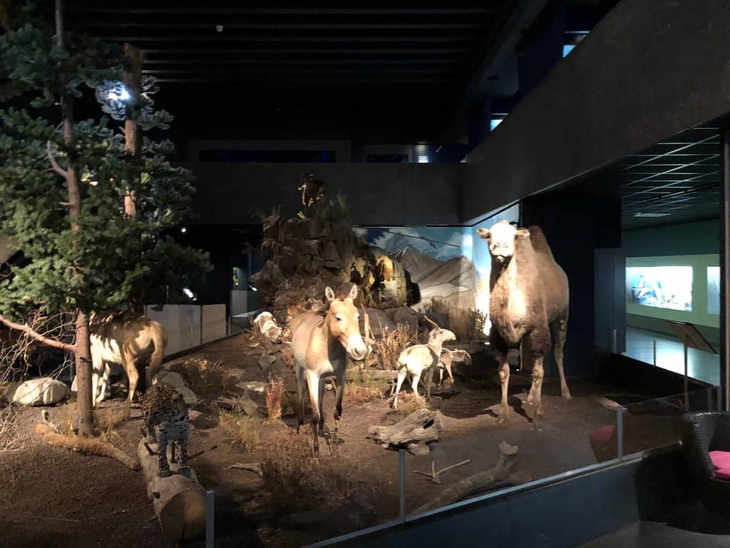 Educational Displays